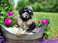 REEF-AKC, a male Poodle - Multi-Colored Standard and Poodle - Standard  for sale in Pomona, MO – 2 of 6