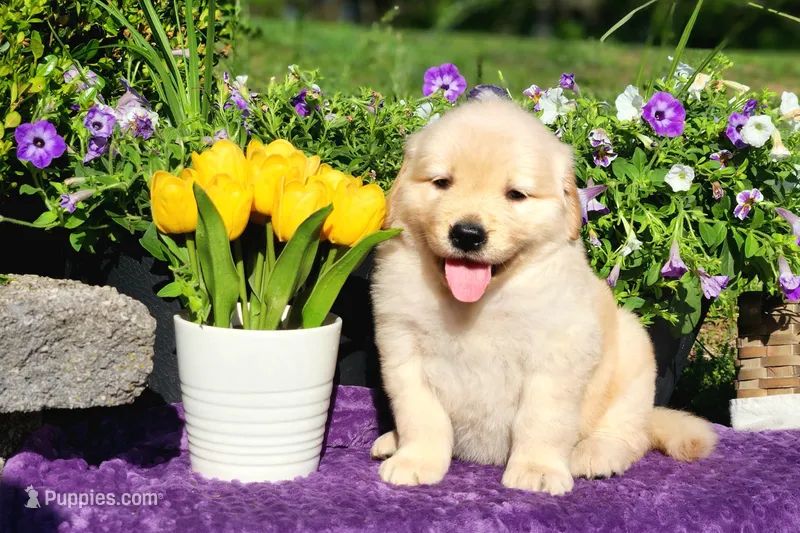 Lacey – Golden Retriever puppy for sale in Pomona, MO