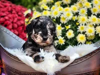 WAPNER, a male Goldendoodle for sale in Pomona, MO – 4 of 6