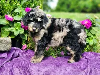 REEF-AKC, a male Poodle - Multi-Colored Standard and Poodle - Standard  for sale in Pomona, MO – 5 of 6