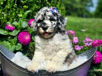 Larkspur, a female Poodle - Multi-Colored Standard and Poodle - Standard  for sale in Pomona, MO – 1 of 8