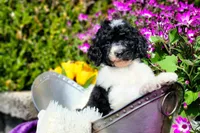 Keebler, a male Poodle - Multi-Colored Standard and Poodle - Standard  for sale in Pomona, MO – Photo 1 of 3