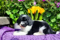 Keebler, a male Poodle - Multi-Colored Standard and Poodle - Standard  for sale in Pomona, MO – Photo 2 of 3