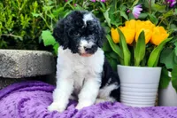Keebler, a male Poodle - Multi-Colored Standard and Poodle - Standard  for sale in Pomona, MO – Photo 3 of 3