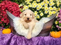 MAURY, a male Goldendoodle for sale in Pomona, MO – 2 of 5
