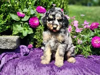 Iris, a female Poodle - Multi-Colored Standard and Poodle - Standard  for sale in Pomona, MO – 8 of 9