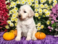 WILKOS, a male Goldendoodle for sale in Pomona, MO – 2 of 6