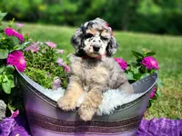 Skye-AKC, a female Poodle - Multi-Colored Standard and Poodle - Standard  for sale in Pomona, MO – 2 of 4