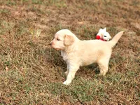 MAURY, a male Goldendoodle for sale in Pomona, MO – 4 of 5
