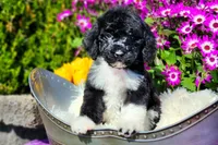 Oreo, a male Poodle - Multi-Colored Standard and Poodle - Standard  for sale in Pomona, MO – Photo 5 of 5
