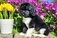 Oreo, a male Poodle - Multi-Colored Standard and Poodle - Standard  for sale in Pomona, MO – Photo 2 of 5