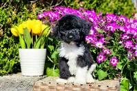 Oreo, a male Poodle - Multi-Colored Standard and Poodle - Standard  for sale in Pomona, MO – Photo 1 of 5