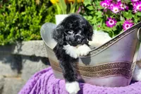 Oreo, a male Poodle - Multi-Colored Standard and Poodle - Standard  for sale in Pomona, MO – Photo 3 of 5