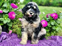 REEF-AKC, a male Poodle - Multi-Colored Standard and Poodle - Standard  for sale in Pomona, MO – 6 of 6
