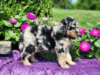 Iris, a female Poodle - Multi-Colored Standard and Poodle - Standard  for sale in Pomona, MO – 7 of 9