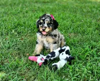Iris, a female Poodle - Multi-Colored Standard and Poodle - Standard  for sale in Pomona, MO – 5 of 9