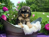 Stone-AKC, a male Poodle - Multi-Colored Standard and Poodle - Standard  for sale in Pomona, MO – 4 of 5