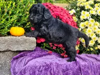 MONTEL, a male Goldendoodle for sale in Pomona, MO – 5 of 5
