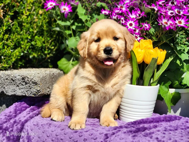 Ivy – Golden Retriever puppy for sale in Pomona, MO