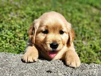 Ivy, a female Golden Retriever for sale in Pomona, MO – Photo 4 of 4