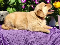 Ivy, a female Golden Retriever for sale in Pomona, MO – Photo 3 of 4