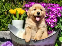 Ivy, a female Golden Retriever for sale in Pomona, MO – Photo 2 of 4