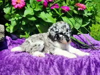 Larkspur, a female Poodle - Multi-Colored Standard and Poodle - Standard  for sale in Pomona, MO – 3 of 8