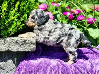 Iris, a female Poodle - Multi-Colored Standard and Poodle - Standard  for sale in Pomona, MO – 4 of 9