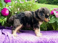 Stone-AKC, a male Poodle - Multi-Colored Standard and Poodle - Standard  for sale in Pomona, MO – 3 of 5