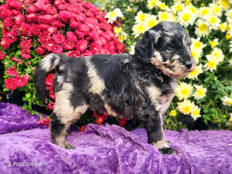 WAPNER – Goldendoodle puppy for sale in Pomona, MO