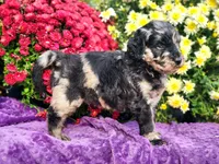 WAPNER, a male Goldendoodle for sale in Pomona, MO – 1 of 6