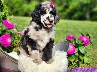 Stormy-AKC, a female Poodle - Multi-Colored Standard and Poodle - Standard  for sale in Pomona, MO – 4 of 4