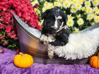 RICKI, a female Goldendoodle for sale in Pomona, MO – 2 of 5