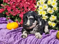 RICKI, a female Goldendoodle for sale in Pomona, MO – 3 of 5