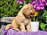 Rosebud, a female Golden Retriever for sale in Pomona, MO – Photo 6 of 7