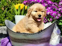 Rosebud, a female Golden Retriever for sale in Pomona, MO – Photo 4 of 7