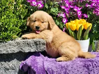 Rosebud, a female Golden Retriever for sale in Pomona, MO – Photo 5 of 7