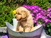 Rosebud, a female Golden Retriever for sale in Pomona, MO – Photo 3 of 7