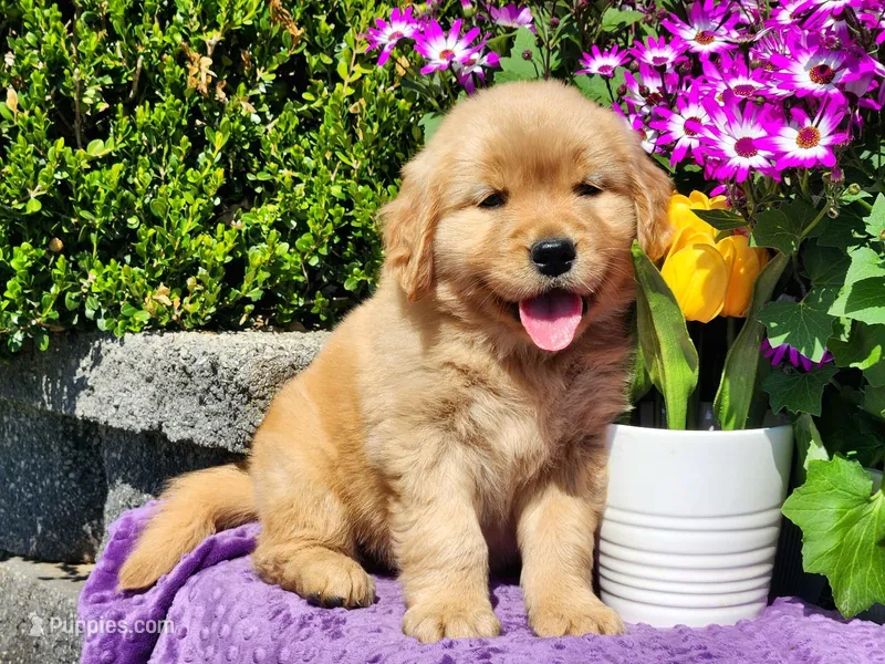 Rosebud – Golden Retriever puppy for sale in Pomona, MO