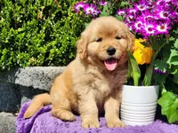 Rosebud, a female Golden Retriever for sale in Pomona, MO – Photo 1 of 7