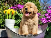 Rosebud, a female Golden Retriever for sale in Pomona, MO – Photo 2 of 7