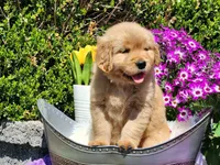 Rosebud, a female Golden Retriever for sale in Pomona, MO – Photo 7 of 7