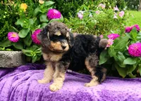 Stone-AKC, a male Poodle - Multi-Colored Standard and Poodle - Standard  for sale in Pomona, MO – 2 of 5