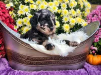 WAPNER, a male Goldendoodle for sale in Pomona, MO – 5 of 6