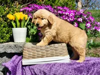 Fern, a female Golden Retriever for sale in Pomona, MO – Photo 3 of 6