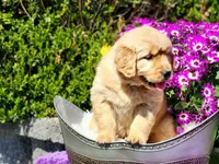Fern, a female Golden Retriever for sale in Pomona, MO – Photo 6 of 6