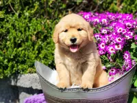 Fern, a female Golden Retriever for sale in Pomona, MO – Photo 2 of 6