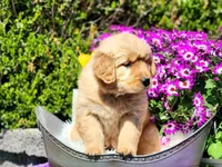 Fern, a female Golden Retriever for sale in Pomona, MO – Photo 5 of 6