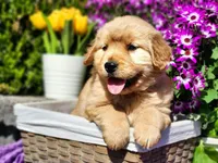 Fern, a female Golden Retriever for sale in Pomona, MO – Photo 1 of 6