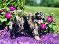 Marina, a female Poodle - Multi-Colored Standard and Poodle - Standard  for sale in Pomona, MO – 4 of 6